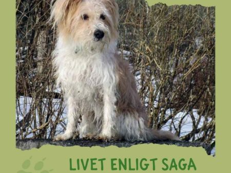 Livet enligt Saga : en liten hunds tankar For Discount