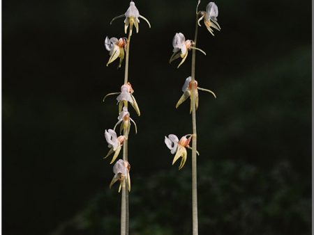 Nordens orkidéer : en fältguide   Nordic Orchids : a field guide Sale